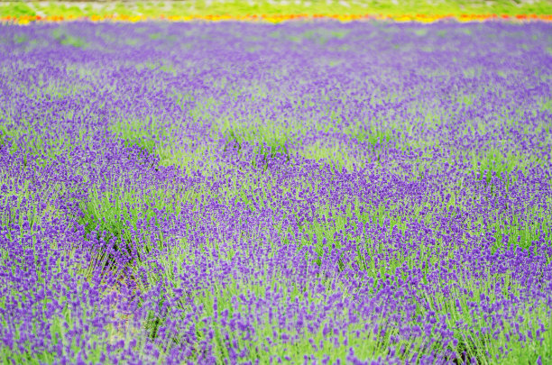 别伊的薰衣草田图片下载