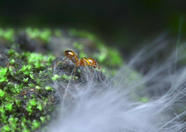 美丽的火蚁在长满苔藓的岩石上图片下载
