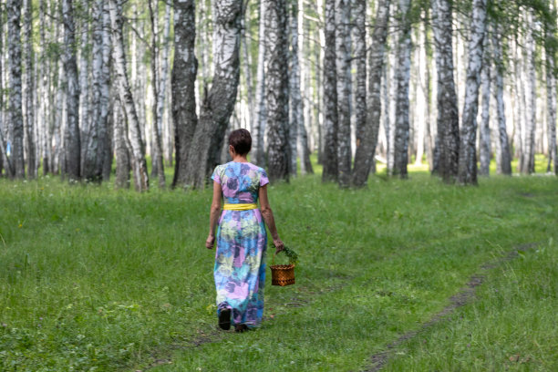 一个穿着裙子的年轻女子在篮子里收集蘑菇和浆果。在有蕨类植物的桦树林中采摘图片下载