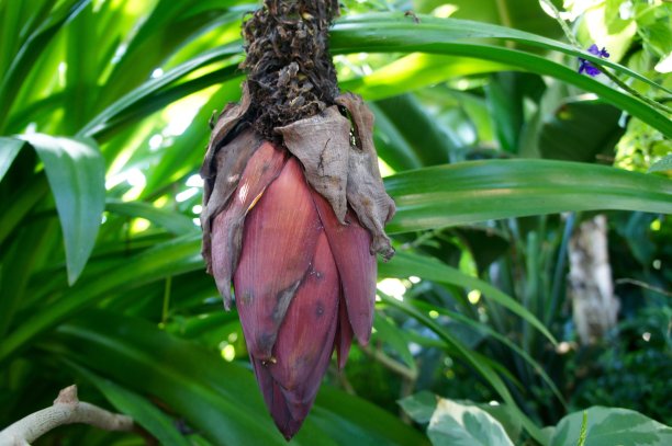 香蕉花图片下载