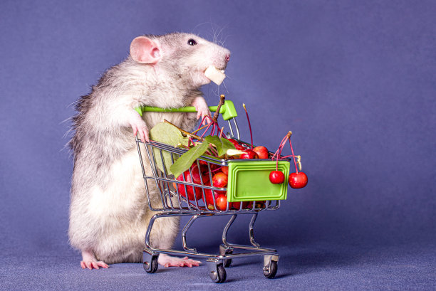 一个可爱的小老鼠，推着装满浆果的购物车。图片下载
