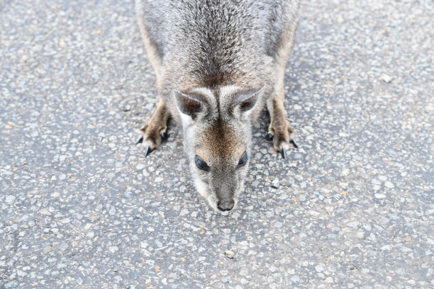 袋鼠和小袋鼠图片下载