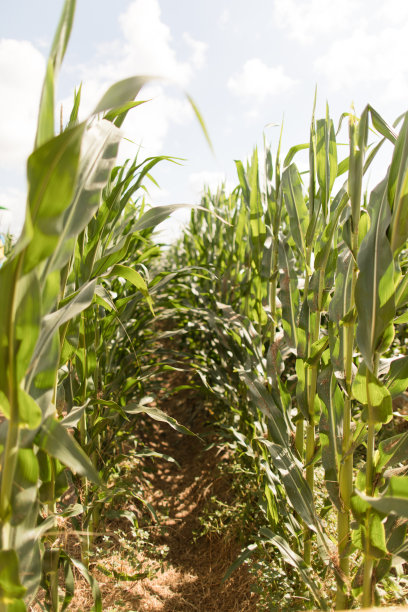 玉米迷宫图片下载