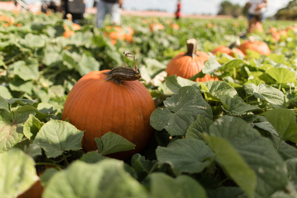南瓜图片下载