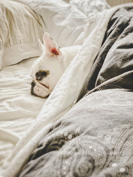 一只法国斗牛犬躺在被窝里图片下载