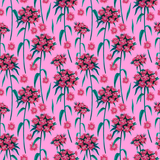 无缝水彩图案手绘土耳其康乃馨在粉红色的背景。图片下载