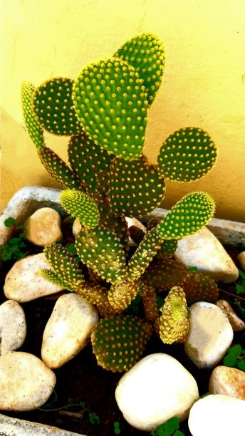 仙人掌图片下载