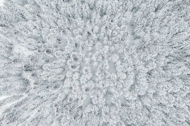 鸟瞰图冬季森林图片下载