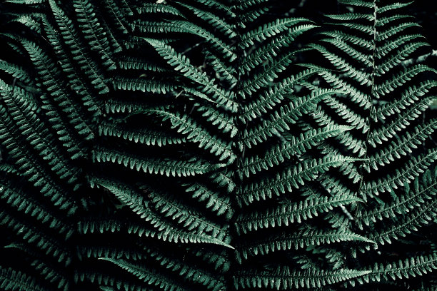 墨绿色的热带背景与复制空间。自然”nleaves蕨类植物。丛林中的蕨叶。图片下载