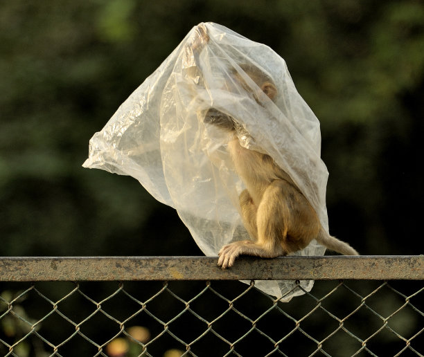 穿雨衣的猴子图片下载