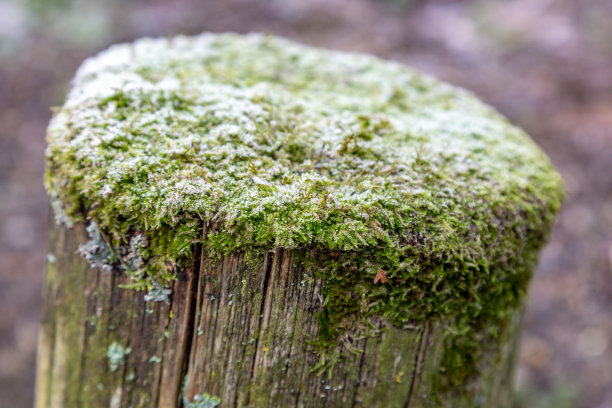 弗罗斯特在莫斯图片下载