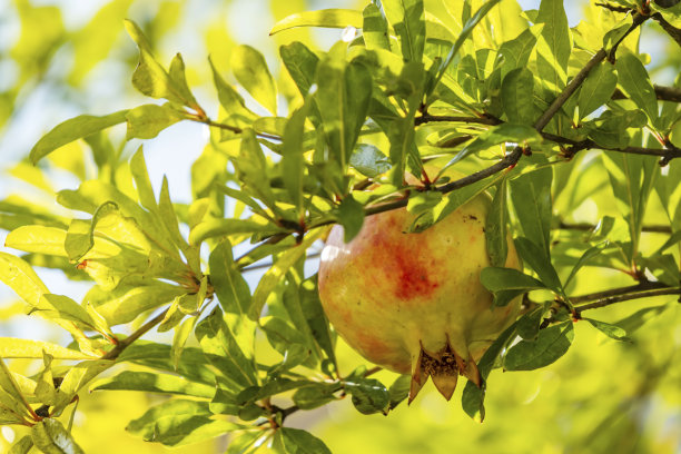 在绿色的自然中，靠近树枝上的石榴。图片下载