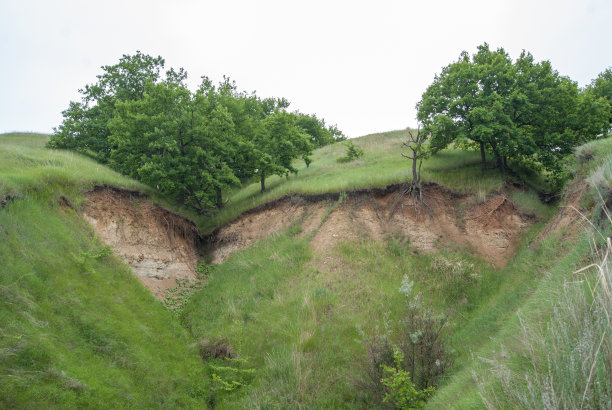风景如画的杂草丛生的草木峡谷。夏天的风景有小山和树木。山坡上的枯树图片下载