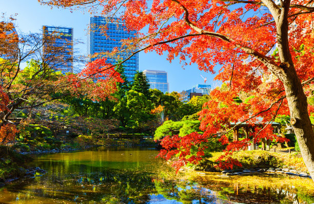 风景的日本秋天颜色的树和树叶和池塘水在日本的冬天图片下载