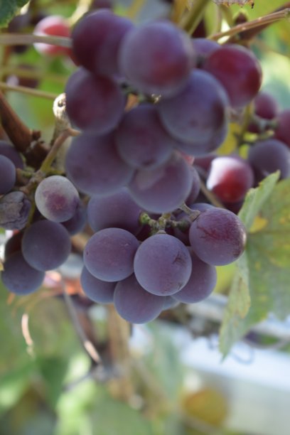 红葡萄图片下载