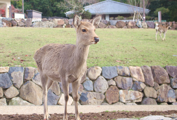 美丽可爱的棕色鹿在奈良，日本，亚洲图片下载