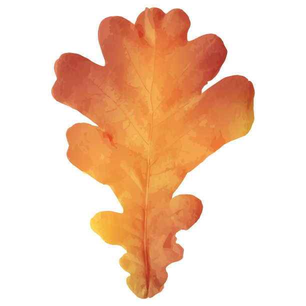 孤立在白色背景上的橡树叶。图片下载