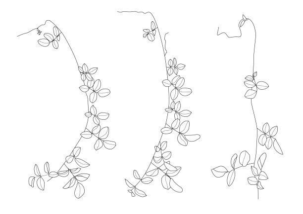 条纹图案的叶子是一束新鲜的白色背景插图向量图片下载
