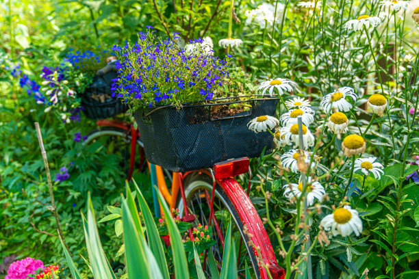 一辆自行车放在花坛上作为装饰图片下载