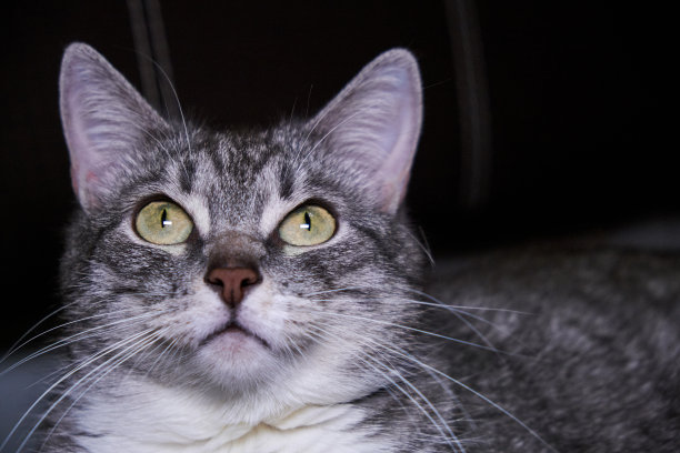 宠物看起来特写绿色的大猫眼脸灰条纹猫大耳朵基蒂的肖像照片摄影图片