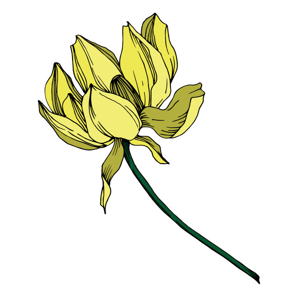 矢莲花属植物花。黑白篆刻水墨艺术。孤立的荷花插图元素。图片下载