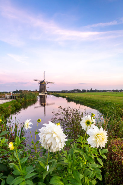 玫瑰花和风车下开放的粉红色天空风景照片在人像方向图片下载