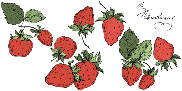 向量草莓水果。绿色的叶子。红绿镌刻水墨艺术。孤立的草莓插图元素。图片下载