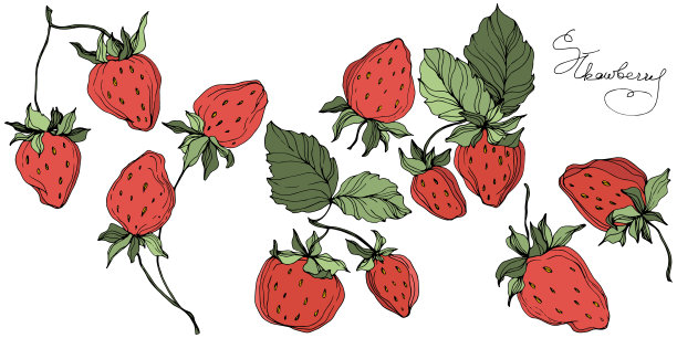 向量草莓水果。绿色的叶子。红绿镌刻水墨艺术。孤立的草莓插图元素。图片下载