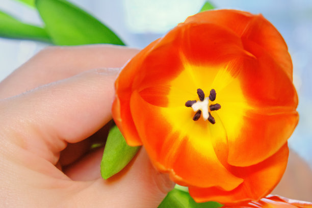 男人手里拿着一朵郁金香。手指捧着一朵红花。俯视图的猩红色郁金香特写。春花绿叶的微距照片。图片下载