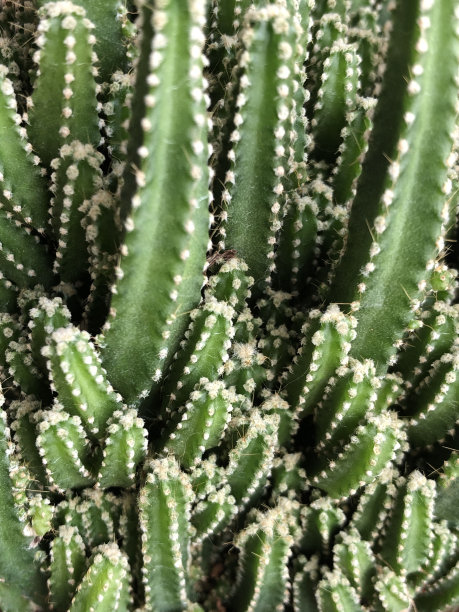 特写仙人掌植物作为背景图片下载