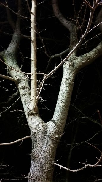 近距离观察一棵树，在晚上。图片下载