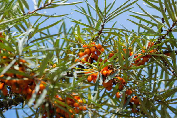 成熟的沙棘、沙棘在树上，收获着图片下载