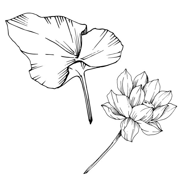 矢莲花属植物花。黑白篆刻水墨艺术。孤立的荷花插图元素。图片下载