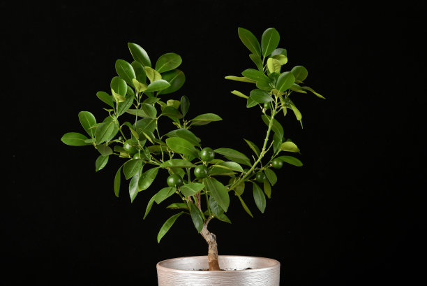 室内植物:一种柑橘树，在黑色背景上孤立的盆中有小的绿色果实。盆景图片下载