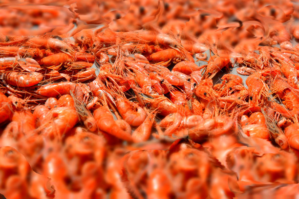 晒干的淡水虾图片下载