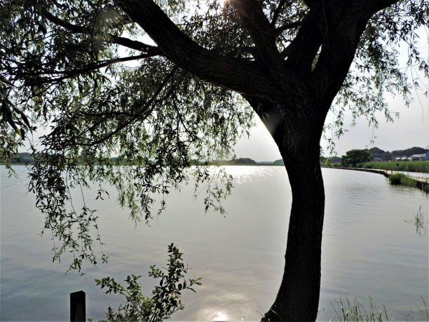 在湖边图片下载