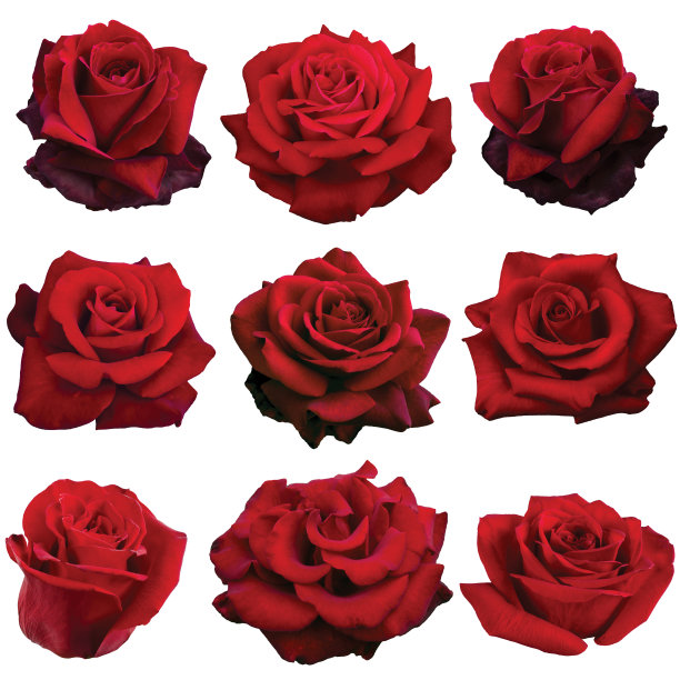 红玫瑰拼贴画图片下载