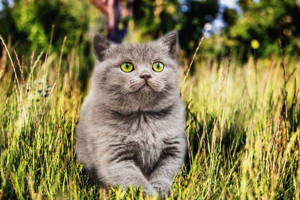 苏格兰的猫图片下载