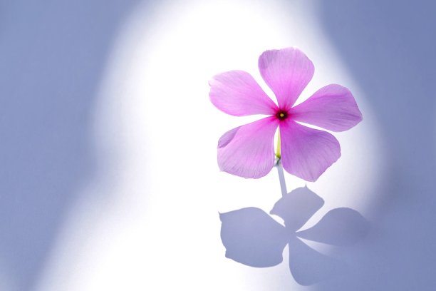 长春花，紫色的花放在白色的背景上。图片下载