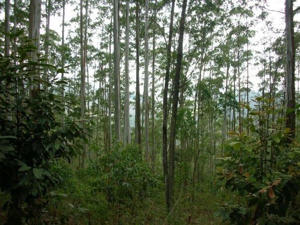 山上有一片绿色的森林图片下载