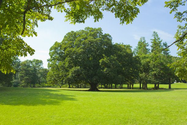 公园里有树和草坪图片下载