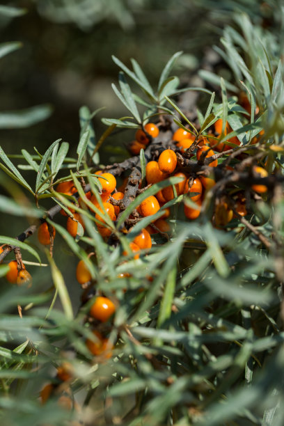 成熟的沙棘、沙棘在树上，收获着图片下载