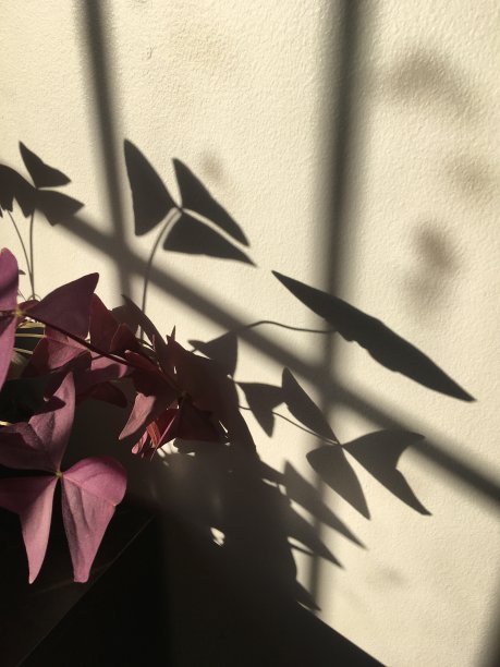 植物的影子图片下载