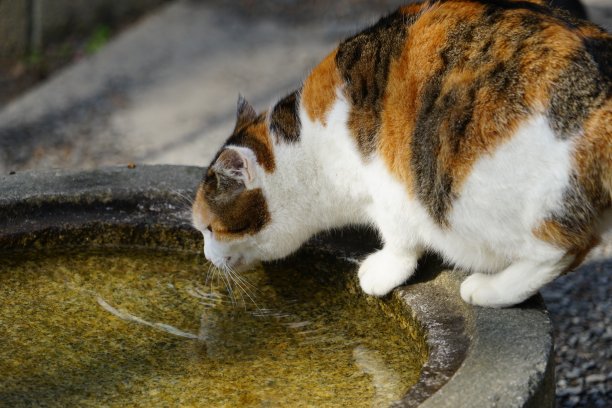 流浪猫喝水图片下载