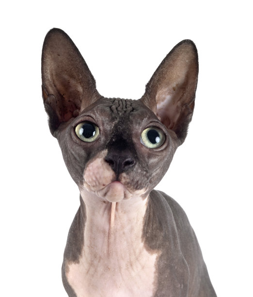 赤裸裸的斯芬克斯图片下载