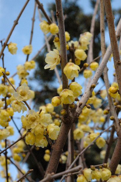 梅花的花——梅花图片下载