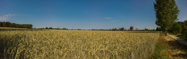 阳光下的玉米地，蓝天绿树为全景图片下载