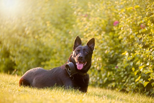 这只黑色比利时牧羊犬坐在公园草地上的特写镜头图片下载