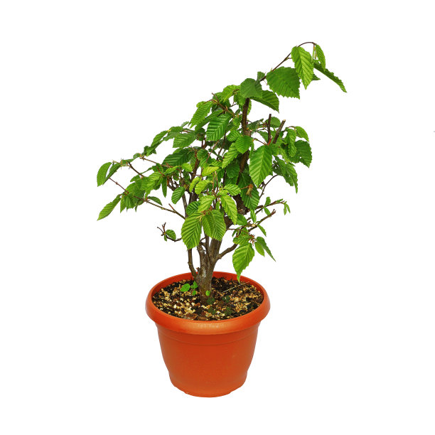 欧洲常见的角木，在白色的背景上孤立图片下载