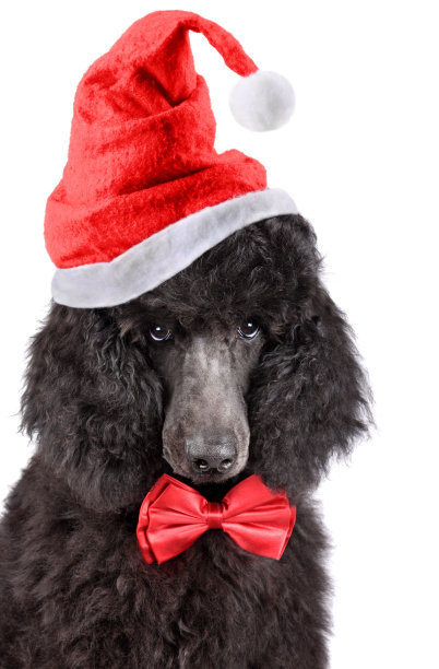 圣诞节的小狗贵宾犬图片下载